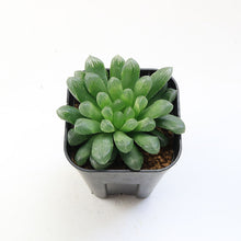 画像をギャラリービューアに読み込む, ハオルチア サイズ大 3点セット 【白琥珀斑ピリフェラ ミルキー・色素変異個体(キサンタ)ゴールド(シンビフォルミス)・美窓オブツーサ キャッツアイ】