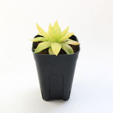 画像をギャラリービューアに読み込む, ハオルチア サイズ大 3点セット 【白琥珀斑ピリフェラ ミルキー・色素変異個体(キサンタ)ゴールド(シンビフォルミス)・美窓オブツーサ キャッツアイ】