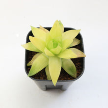 画像をギャラリービューアに読み込む, ハオルチア サイズ大 3点セット 【白琥珀斑ピリフェラ ミルキー・色素変異個体(キサンタ)ゴールド(シンビフォルミス)・美窓オブツーサ キャッツアイ】