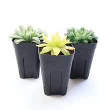 画像をギャラリービューアに読み込む, ハオルチア サイズ大 3点セット 【白琥珀斑ピリフェラ ミルキー・色素変異個体(キサンタ)ゴールド(シンビフォルミス)・美窓オブツーサ キャッツアイ】