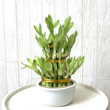 画像をギャラリービューアに読み込む, 【販売期間:12月24日まで】ミリオンバンブー(開運竹) 3段タワー仕立て 4号