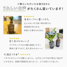 画像をギャラリービューアに読み込む, 【土を使わない観葉植物】テーブルプランツ(Table Plants) ハートホヤ