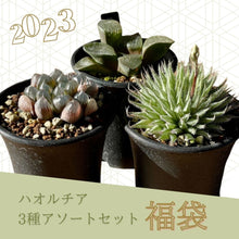 画像をギャラリービューアに読み込む, 【予約商品:1/9まで】2023年福袋 BOTANY CRAFT ハオルチア3種アソートセット 限定10セット