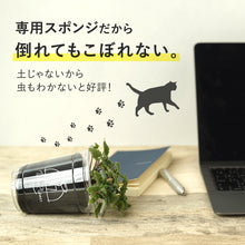 画像をギャラリービューアに読み込む, 【土を使わない観葉植物】猫が喜ぶテーブルプランツ for Cat (Table Plants)キャットニップ 数量限定
