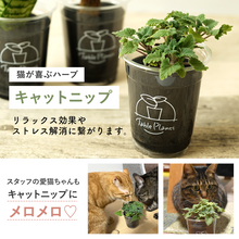 画像をギャラリービューアに読み込む, 【土を使わない観葉植物】猫が喜ぶテーブルプランツ for Cat (Table Plants)キャットニップ 数量限定