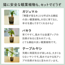 画像をギャラリービューアに読み込む, 【土を使わない観葉植物】猫が喜ぶテーブルプランツ for Cat (Table Plants)キャットニップ 数量限定