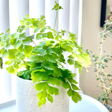 画像をギャラリービューアに読み込む, アジアンタム6号・ガジュマル4号 室内におすすめ鉢カバー付2点セット