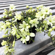 画像をギャラリービューアに読み込む, 【予約商品:3/8発送】クレマチス・ペトリエイ 花苗 3号 3ポットセット