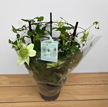 画像をギャラリービューアに読み込む, 【予約商品:3/31発送分】クレマチス・ 白万重(シロマンエ) 1鉢