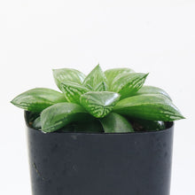 画像をギャラリービューアに読み込む, アトロフスカ×オブツーサ レッドブル