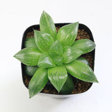 画像をギャラリービューアに読み込む, アトロフスカ×オブツーサ レッドブル