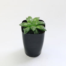 画像をギャラリービューアに読み込む, アトロフスカ×オブツーサ レッドブル