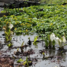 画像をギャラリービューアに読み込む, 【予約商品:2/24以降発送】水芭蕉(ミズバショウ) 花苗 4号 2023年開花見込み株