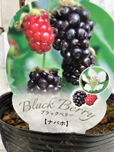 画像をギャラリービューアに読み込む, 【予約商品:2月28日まで】ブラックベリー 果樹苗 5号