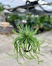 画像をギャラリービューアに読み込む, 【予約商品:12/16以降発送】ユーフォルビア・フラナガニー (孔雀丸) 吊鉢 5号