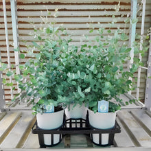 画像をギャラリービューアに読み込む, 【予約商品:11/18以降発送】ユーカリ・グニー 6号 1鉢