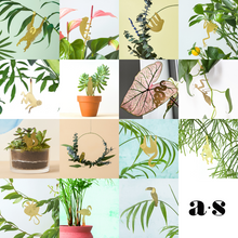 画像をギャラリービューアに読み込む, AS プラントアニマル