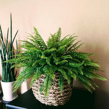 画像をギャラリービューアに読み込む, ネフロレピス・E・ツデー 4号 室内におすすめ 観葉植物 インテリアグリーン