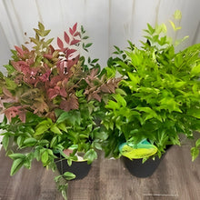 画像をギャラリービューアに読み込む, 【予約商品:12/16発送】南天(ナンテン) 6号 人気種2鉢セット