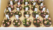 画像をギャラリービューアに読み込む, 【予約商品:5/26発送】虹の花 多肉植物  2.5号 2ポットセット
