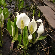 画像をギャラリービューアに読み込む, 【予約商品:2/24以降発送】水芭蕉(ミズバショウ) 花苗 4号 2023年開花見込み株