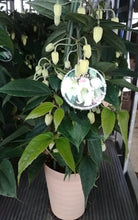 画像をギャラリービューアに読み込む, 【予約商品:11/18発送】クレマチス・アンスンエンシス ツリー仕立て 4.5号 1鉢