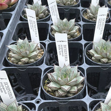 画像をギャラリービューアに読み込む, エケベリア・パーパソルムホワイトフォーム 2.5号 国内実生苗
