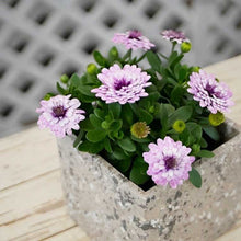 画像をギャラリービューアに読み込む, 【予約商品:3/22発送】オステオスペルマム・シルム 3.5号 3ポットセット