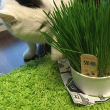 画像をギャラリービューアに読み込む, 【ペットプラント】ペットが食べる草のタネ 1L詰 種子消毒(農薬)無し