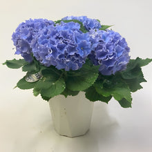 画像をギャラリービューアに読み込む, 【販売期間:5/7まで】ハイドランジア サーファー シーサイドブルー 1鉢