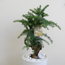 画像をギャラリービューアに読み込む, アロカリア 8号 1鉢