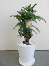 画像をギャラリービューアに読み込む, アロカリア 8号 1鉢