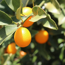 画像をギャラリービューアに読み込む, 【予約商品:12/2以降発送】種なし金柑・ぷちまる(キンカン) 実付き 6号