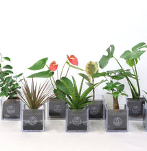 画像をギャラリービューアに読み込む, 【土を使わない観葉植物】テーブルプランツ キューブ (Table Plants CUBE)