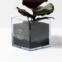 画像をギャラリービューアに読み込む, 【土を使わない観葉植物】暑さに強いテーブルプランツ キューブ (Table Plants CUBE)