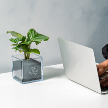 画像をギャラリービューアに読み込む, 【土を使わない観葉植物】暑さに強いテーブルプランツ キューブ (Table Plants CUBE)