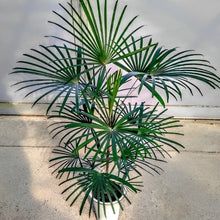 画像をギャラリービューアに読み込む, 雲南姫 シュロチク・みどり姫 7号