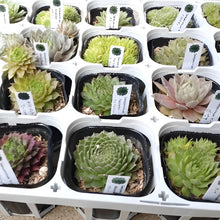 画像をギャラリービューアに読み込む, センペルビウム(センペルビバム) ケース売り 24種セット