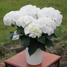 画像をギャラリービューアに読み込む, 【予約商品:5/5発送】アジサイ ブラックステム ゼブラホワイト 1鉢