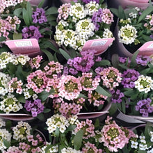 画像をギャラリービューアに読み込む, 【予約商品:11/25発送】スイートアリッサム・ジュエリーミックス 花苗 3ポットセット