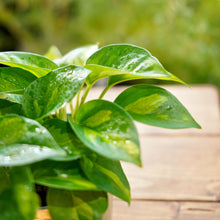 画像をギャラリービューアに読み込む, ポトス・グローバルグリーン 3号 3ポットセット