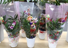 画像をギャラリービューアに読み込む, 【予約商品:12/23発送】デンドロビウム・キンギアナム お正月ギフト(袋&ピック付き) 5号 1鉢