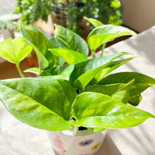 画像をギャラリービューアに読み込む, ポトス・グローバルグリーン 3号 3ポットセット