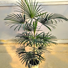 画像をギャラリービューアに読み込む, 雲南姫 シュロチク・みどり姫 7号