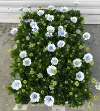 画像をギャラリービューアに読み込む, 【予約商品:3/24発送】オステオスペルマム・シルバーナイト 花苗 3ポットセット