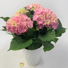 画像をギャラリービューアに読み込む, 【販売期間:5/7まで】ハイドランジア サーファー シーサイドピンク 1鉢