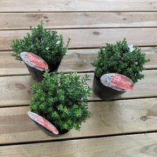 画像をギャラリービューアに読み込む, 【予約商品:12/1発送】宿根イベリス・ブライダルブーケ 花苗 3.5号 3ポットセット