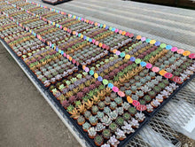 画像をギャラリービューアに読み込む, 多肉植物 1.5号 ケース売り 72個入り 【9品種保証】