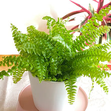 画像をギャラリービューアに読み込む, ネフロレピス・E・ツデー 4号 室内におすすめ 観葉植物 インテリアグリーン