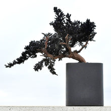 画像をギャラリービューアに読み込む, 【ドライ盆栽/DRY BONSAI®︎】黒一(大)